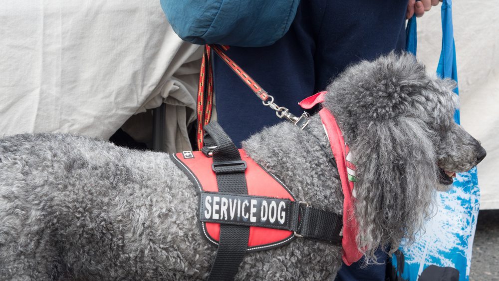 Service dogs can help their handlers by performing specific tasks