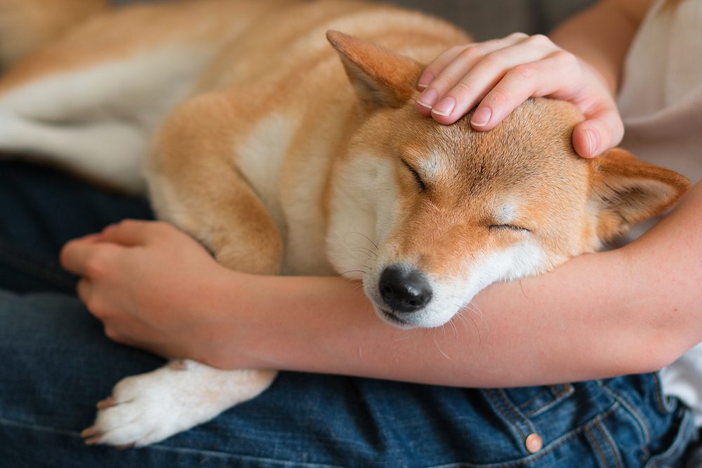 shiba inu on owner’s lap