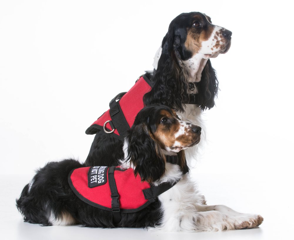 two cocker spaniel dogs wearing service vests