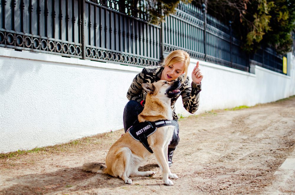 woman training a psychiatric service dog