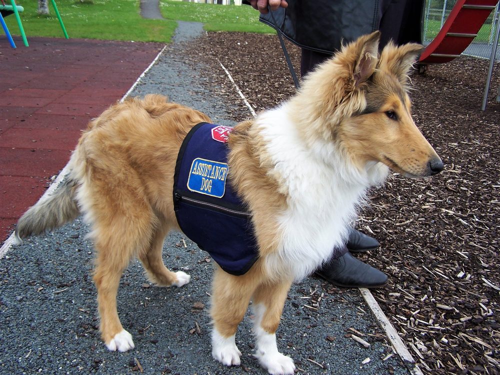 collie service dog at park