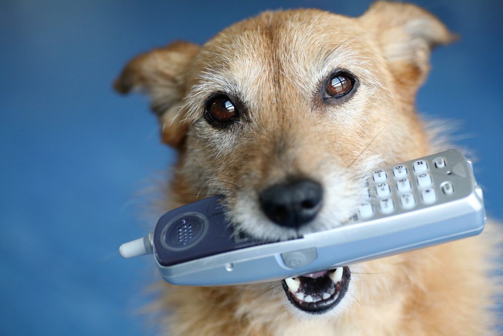 dog holding phone in mouth