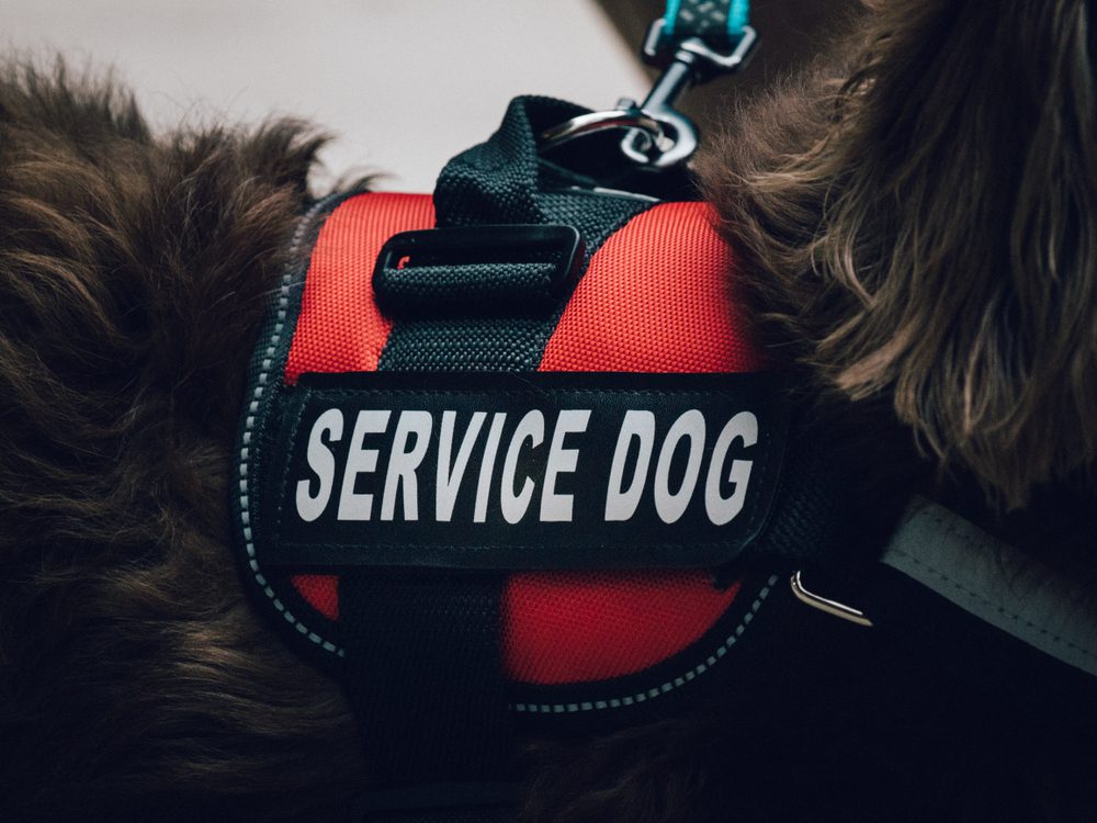 vest on psychiatric service dog
