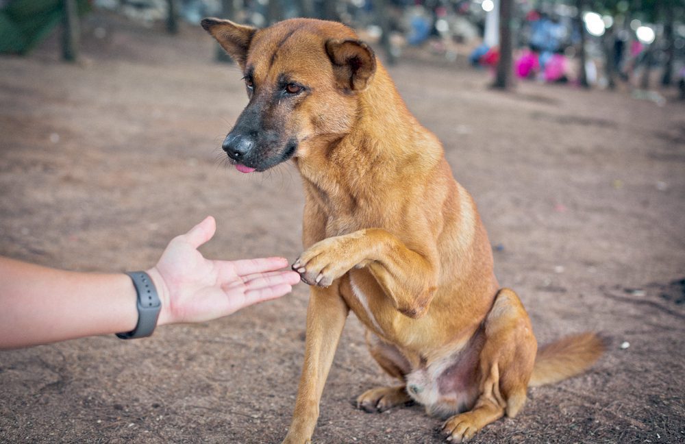 older dog shaking hands