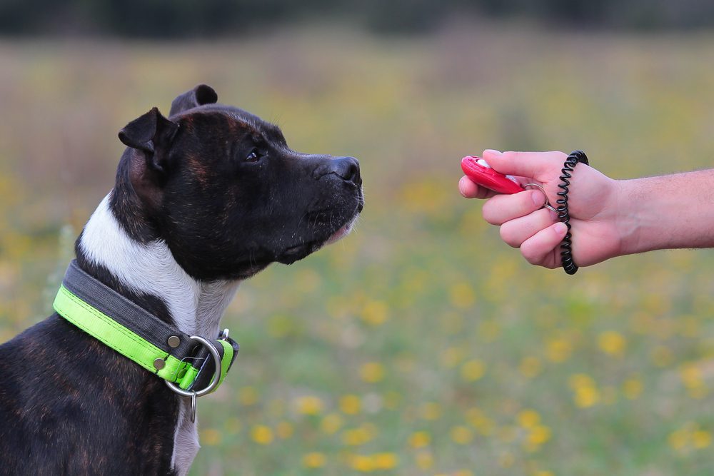 clicker training a staffordshire bull terrier