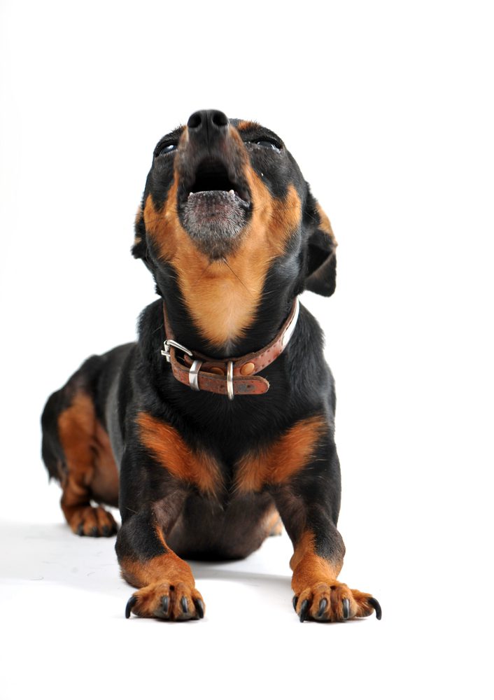 Barking miniature pinscher against a white background