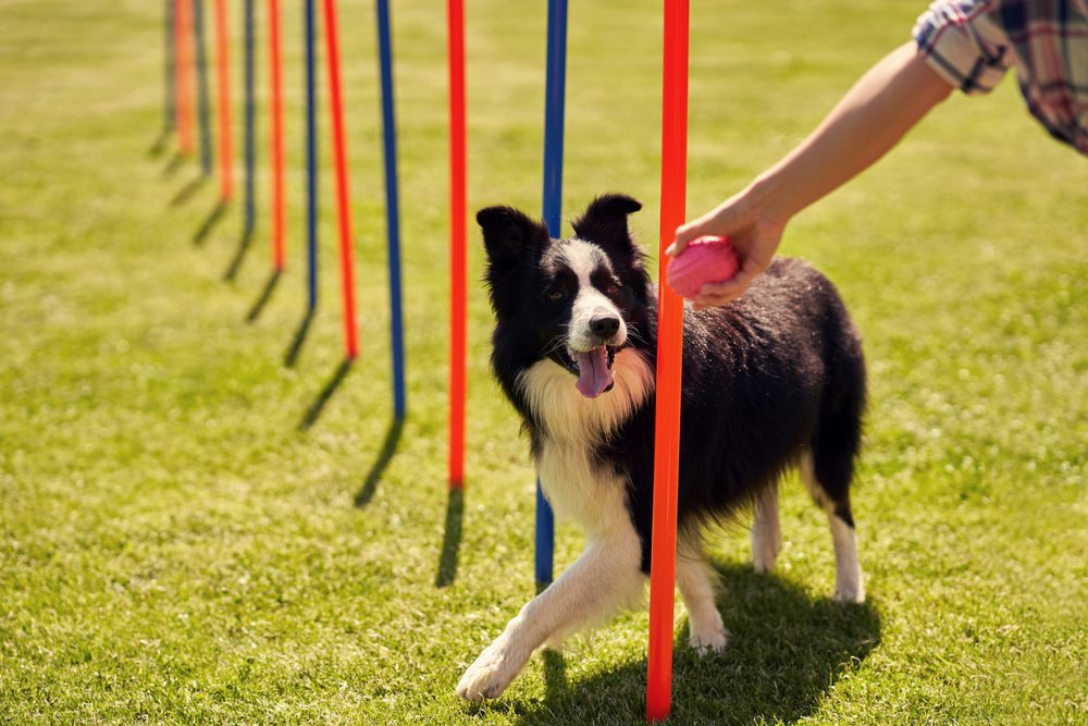 Border collie follows a toy while weaving through poles