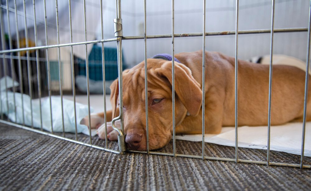 Puppy Pens vs Crates: Which Is Better? - Dog Academy