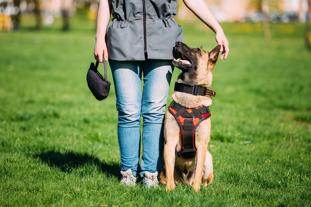 german shepherd being trained outdoors