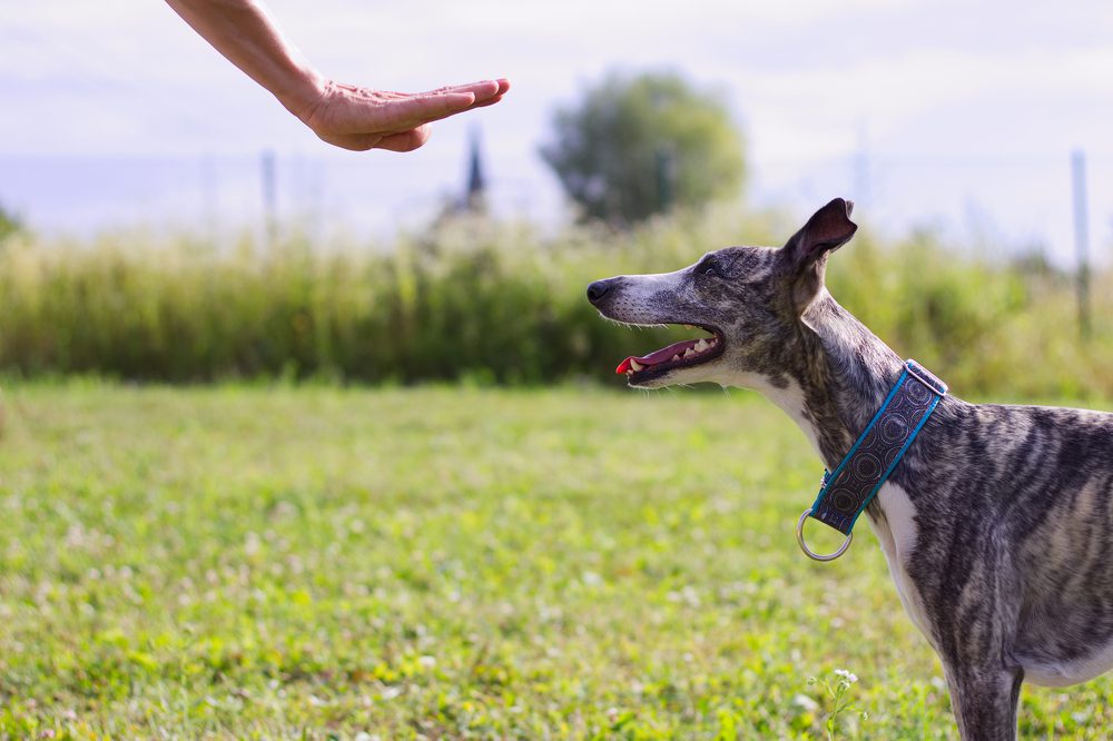 owner commanding dog to stay