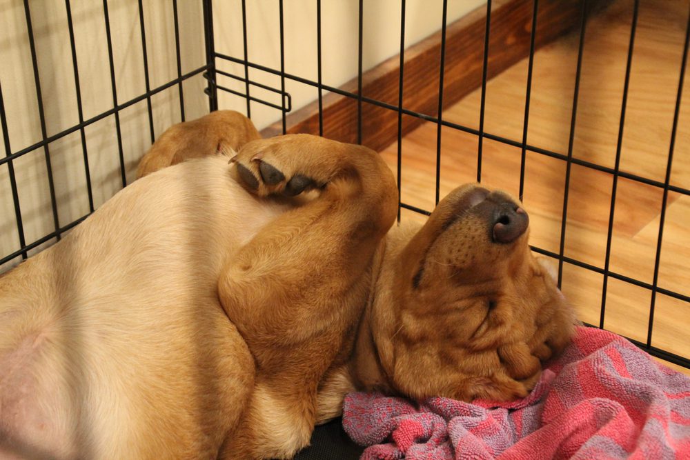 puppy sleeps on its back in a crate