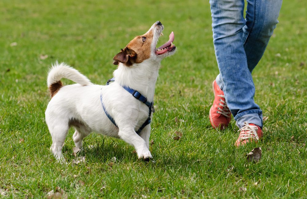 small dog looking up at owner