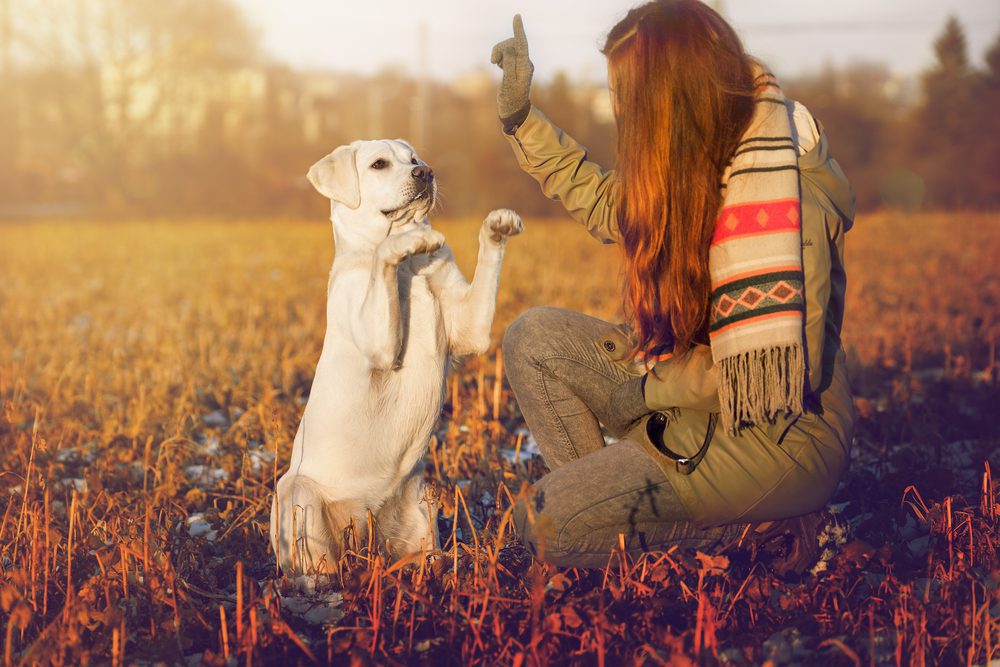 Woman next to a yellow lab performing a sit trick