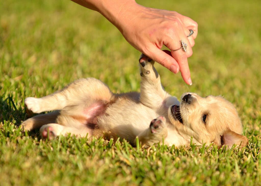 training puppy to play dead outside