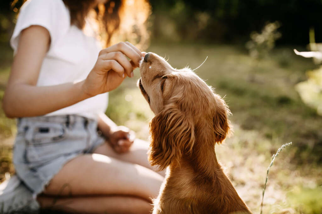 sitting woman giving dog treat