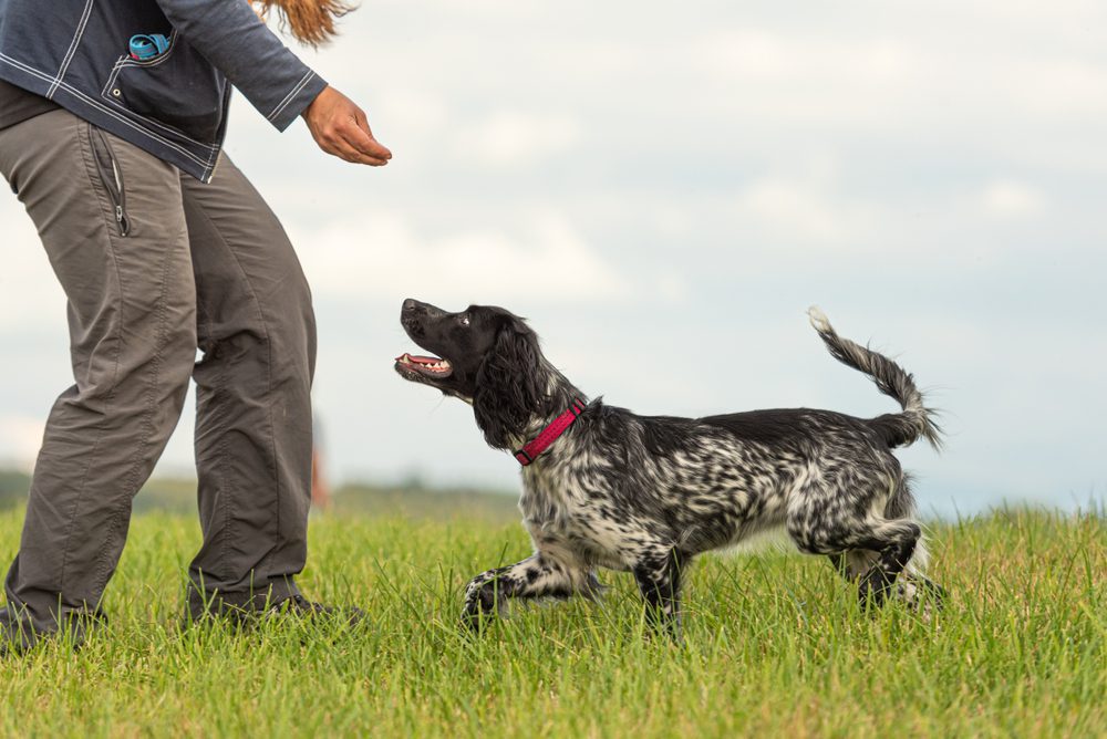 Cocker spaniel running toward its owner’s outstretched hand