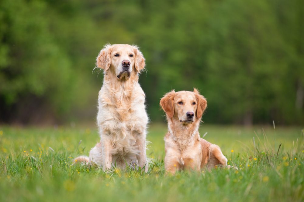 Two golden retrievers sitting outdoors in a meadow