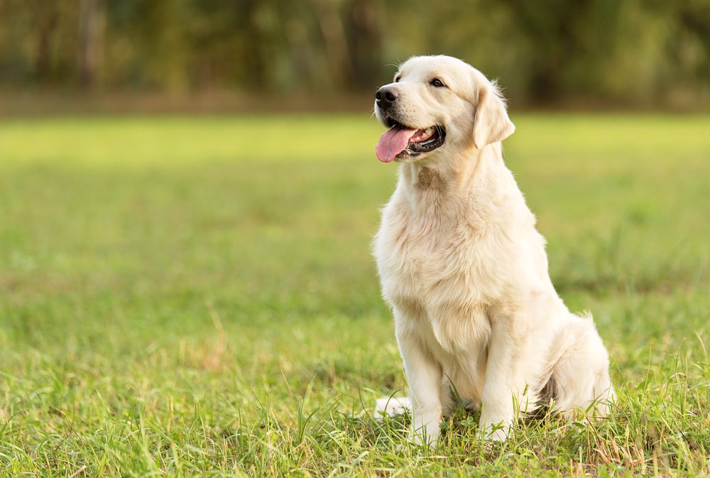 golden retriever outdoor in a park