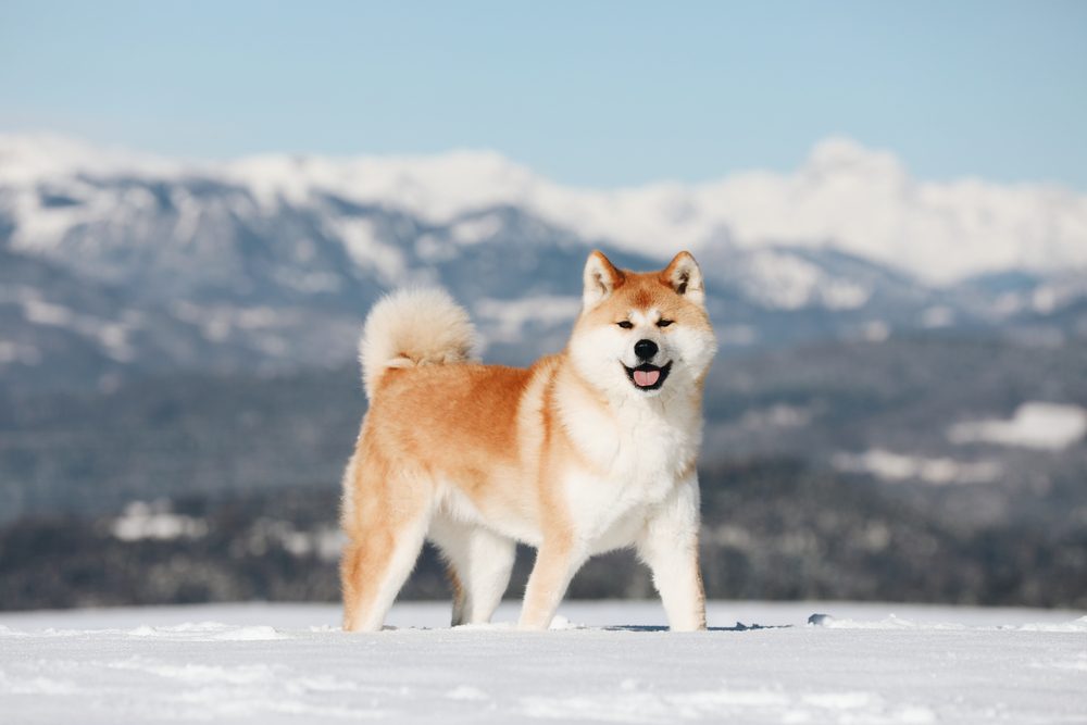 akita standing outside in snow