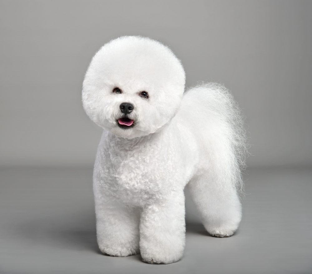 bichon frise against grey background