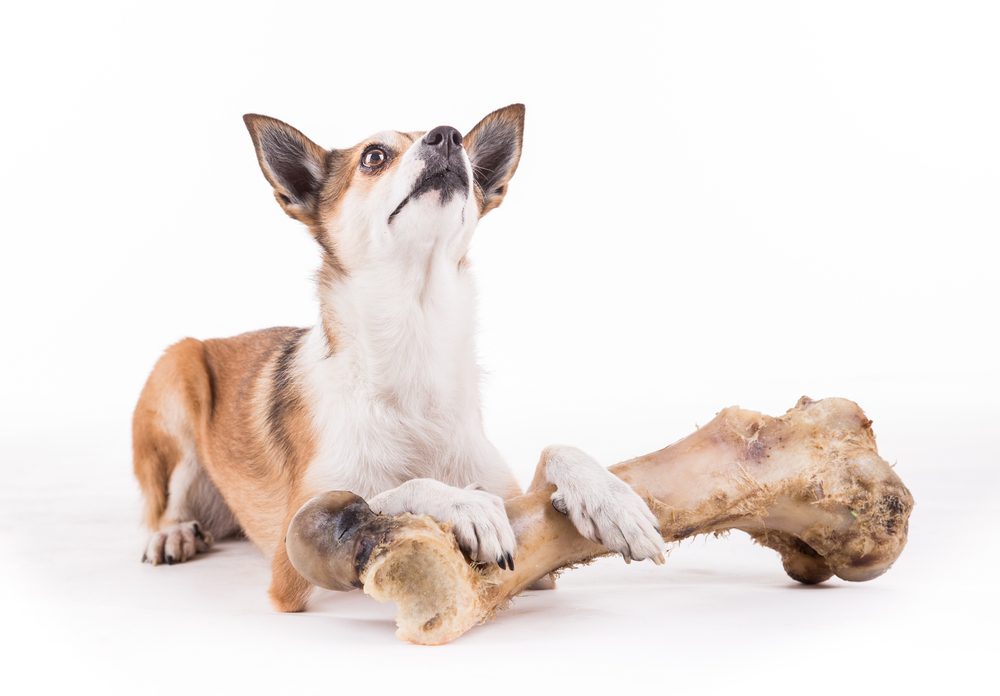 norwegian lundehund sitting with a large bone