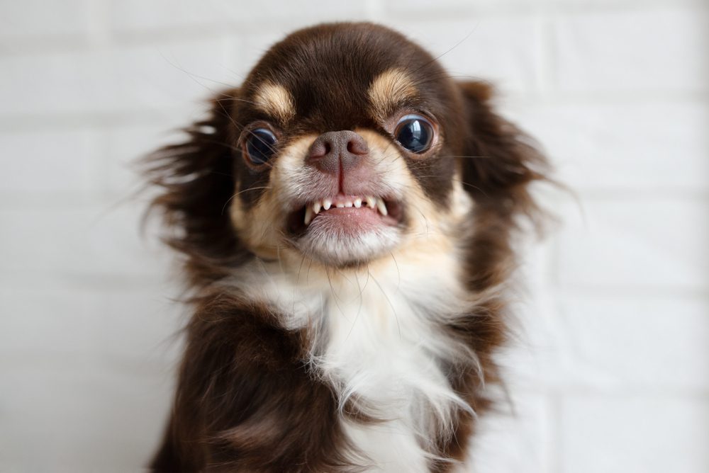 small long haired chihuahua snarling