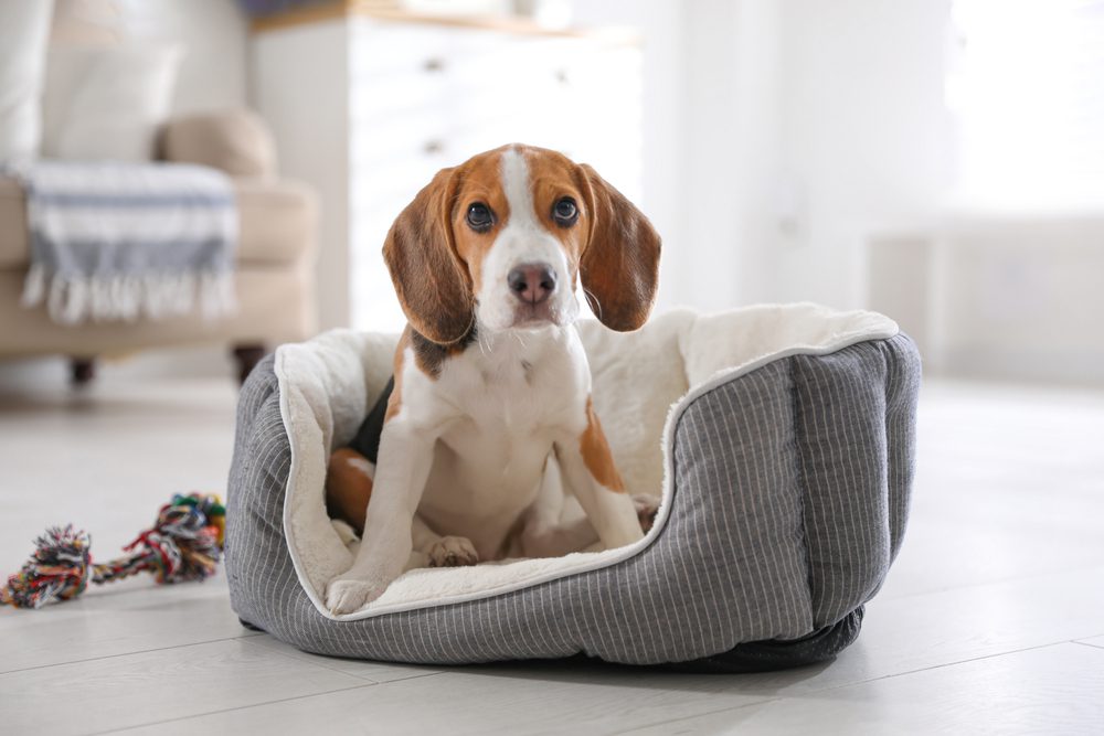 beagle sitting in dog bed
