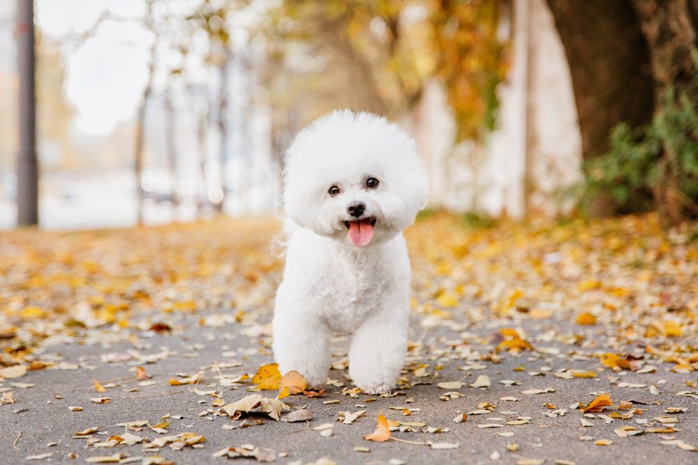 bichon frise standing outside in autumn