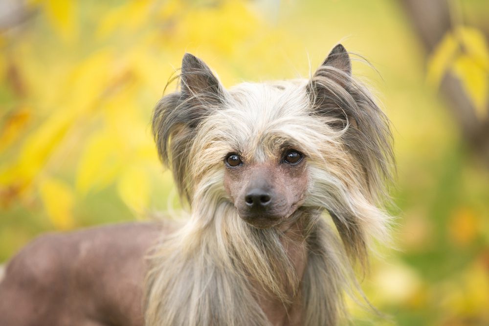 portrait of chinese crested dog outside