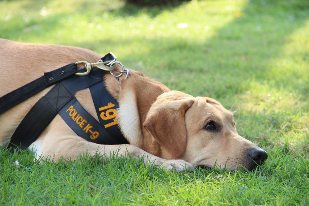 yellow lab police dog lays in grass
