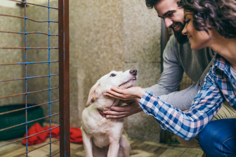 couple petting dog in shelter