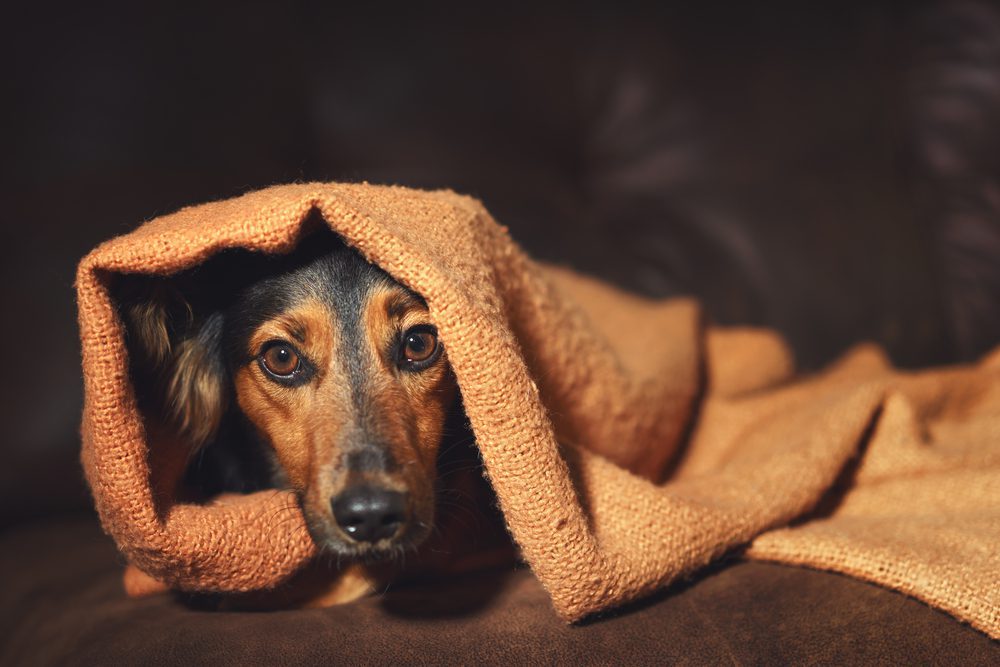 dog hiding in blanket