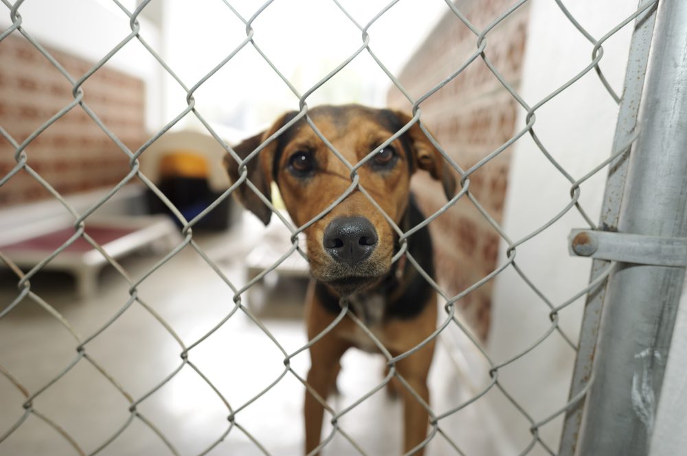 dog inside animal shelter