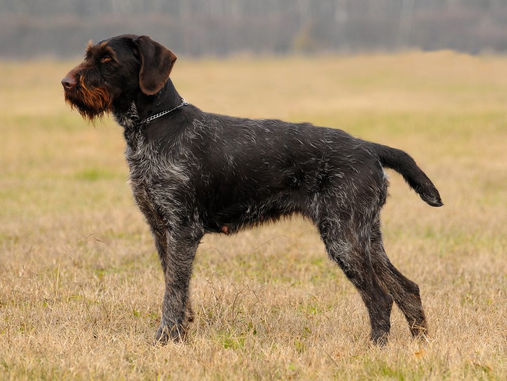 german wirehaired pointer stands in grass