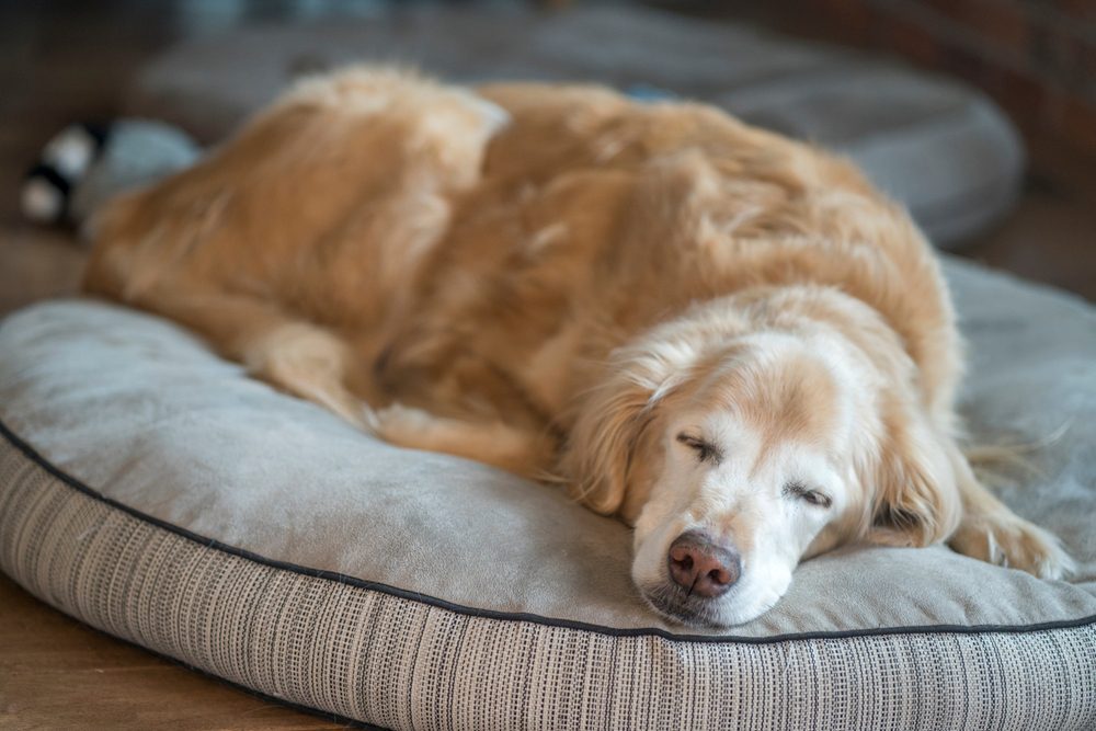 golden retriever sleeping in dog bed