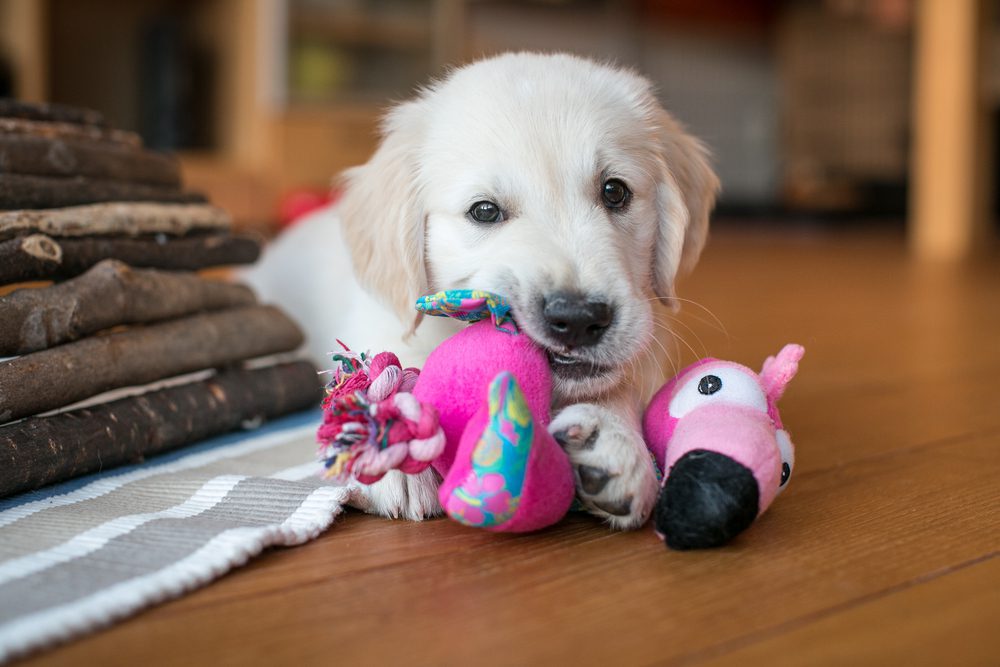 puppy playing with toys