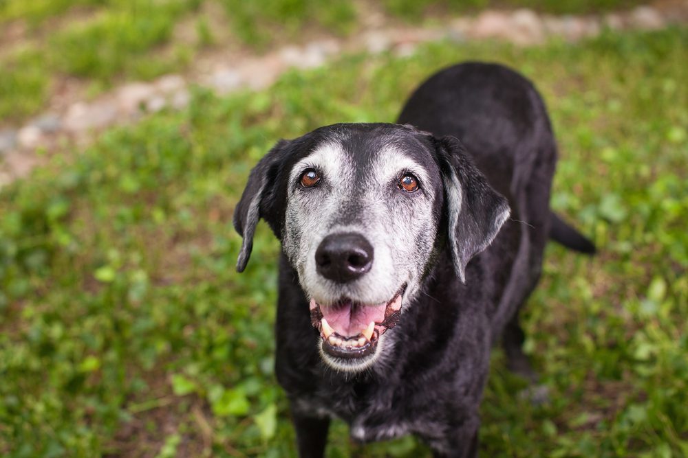white-faced black dog smiles at camera