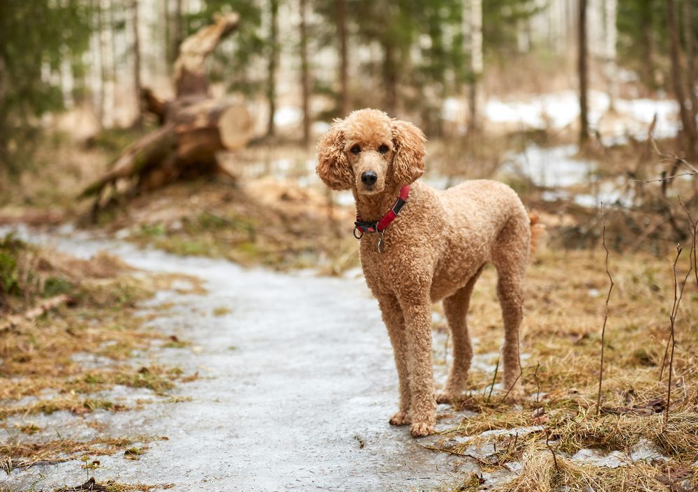 poodle stands on icy forest path