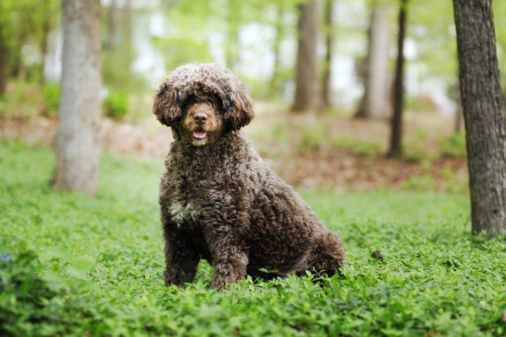 portuguese water dog sits in forest