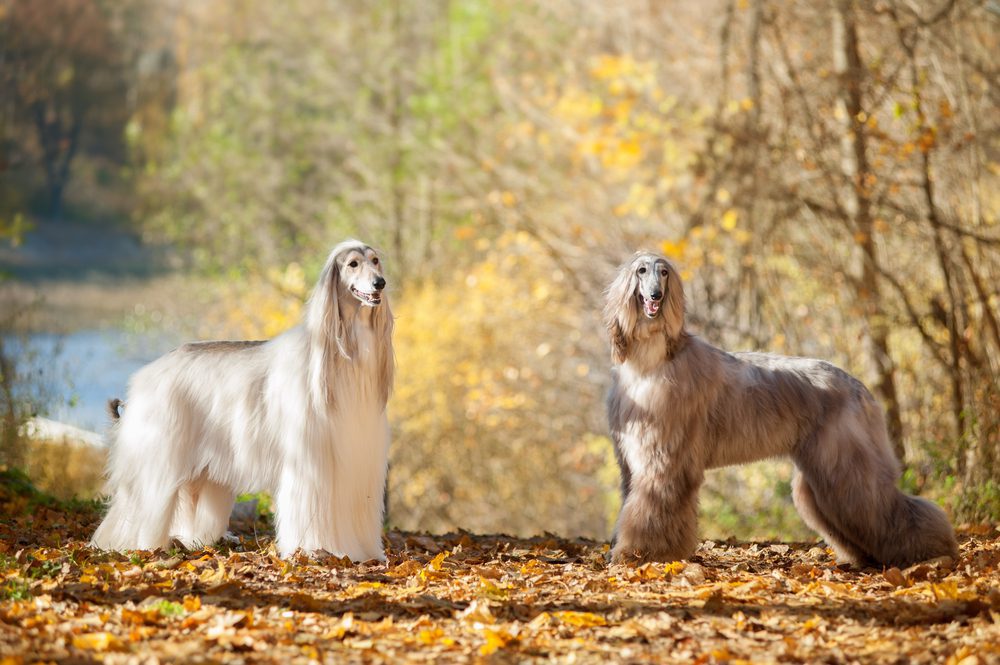 two afghan hounds among autumnal trees