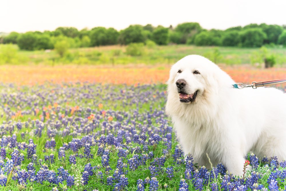 great pyrenees stands in flower field