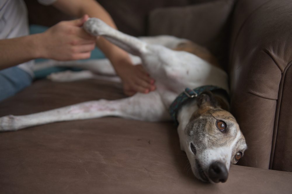 person giving belly rub to dog