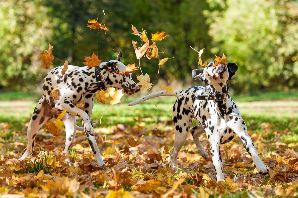two dogs playing outdoors
