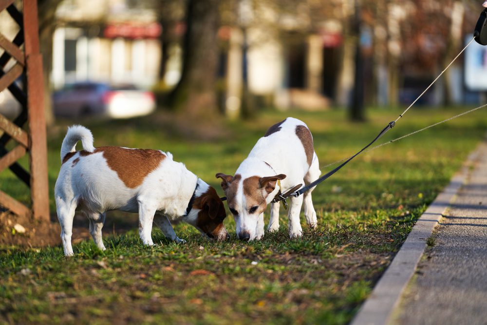 two jack russells at park