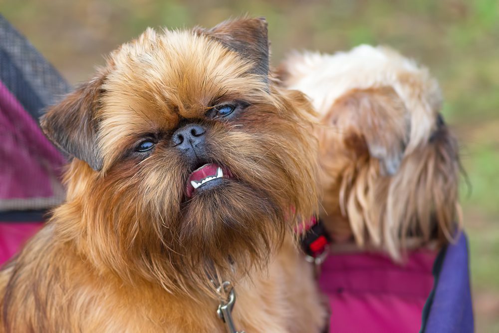 brussels griffon smiling