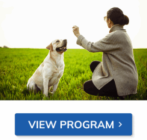 Psychiatric Service Dog Training