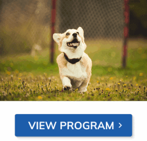 Training techniques, basic commands and housetraining anyone can use to help their puppy become a well-adjusted and obedient dog.