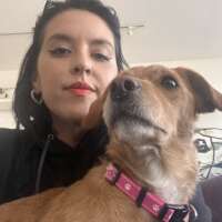 analisa s-california