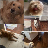 angelique d-maryland